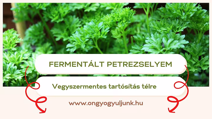 Petrezselyem tartósítása fermentálással télre